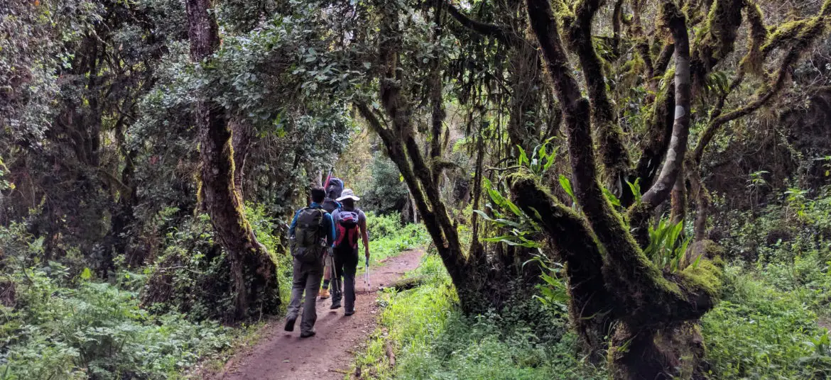 Choosing Tour Operator for Safari and Mount Kilimanjaro Hike