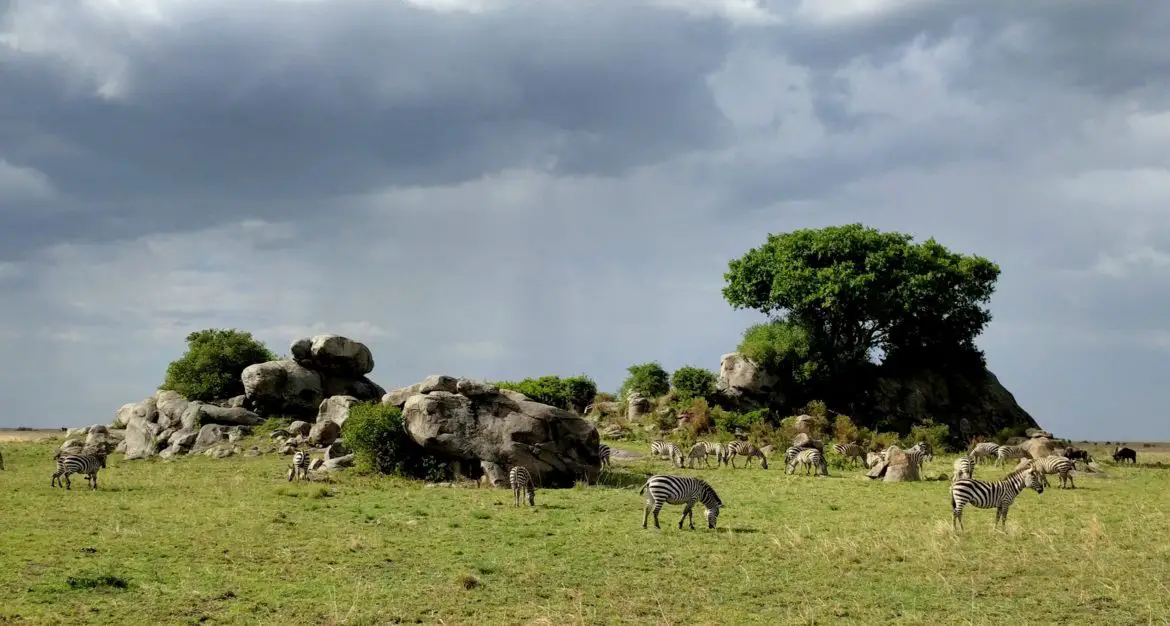 Tanzania Serengeti National Park Safari Zebra Planning Family Safari Vacation and Hike