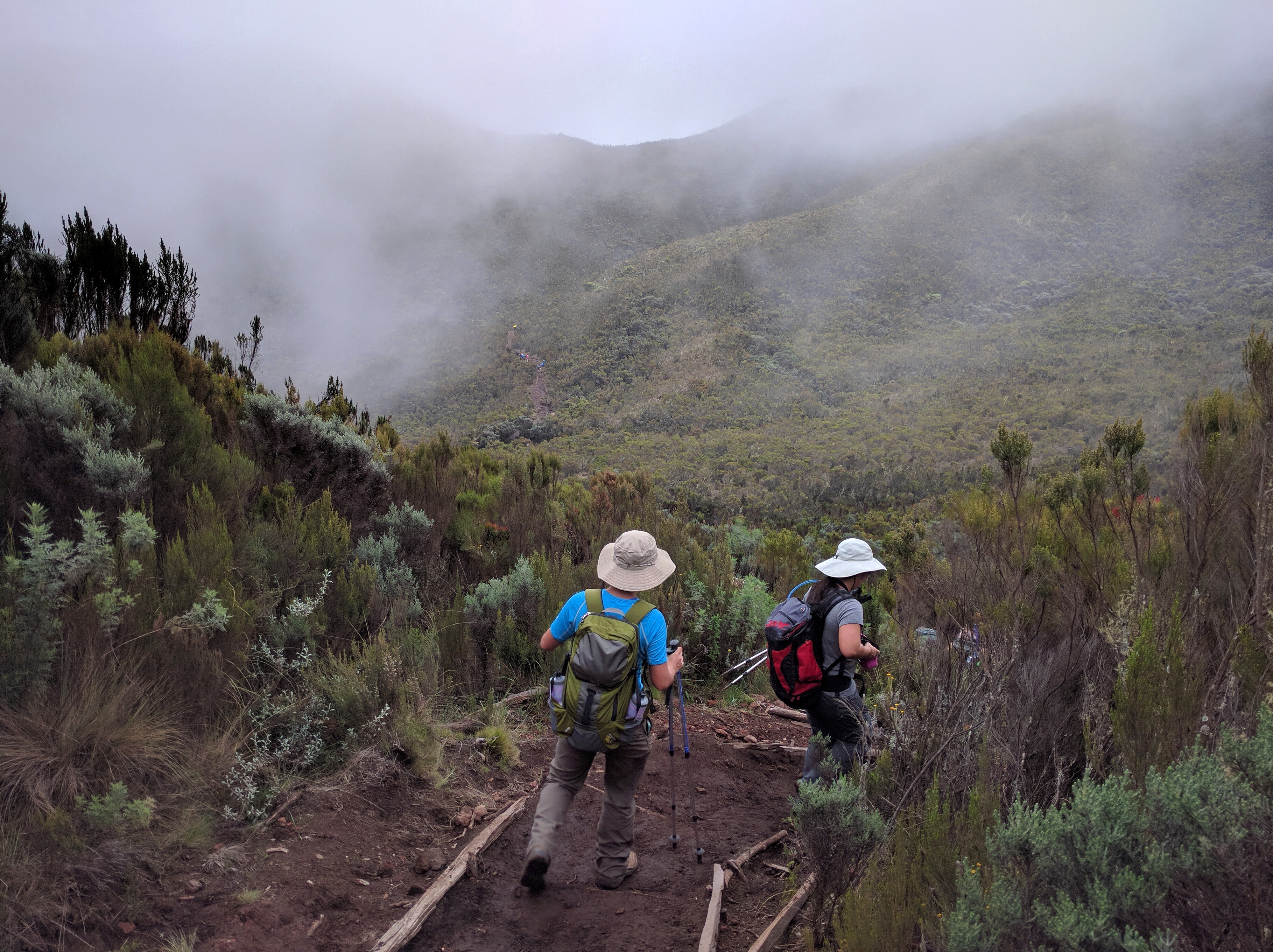 Tanzania Mount Kilimanjaro Hike To Shira 1 Camp Going Down