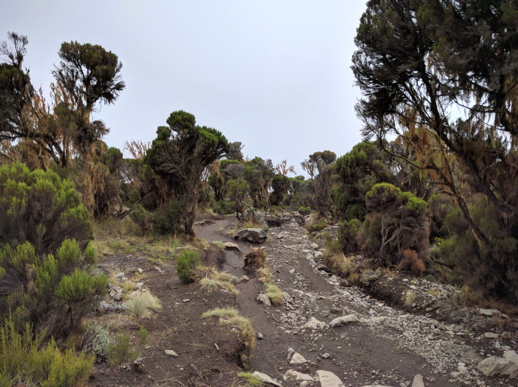 Climbing Mount Kilimanjaro Trip Report (Days 6-7)