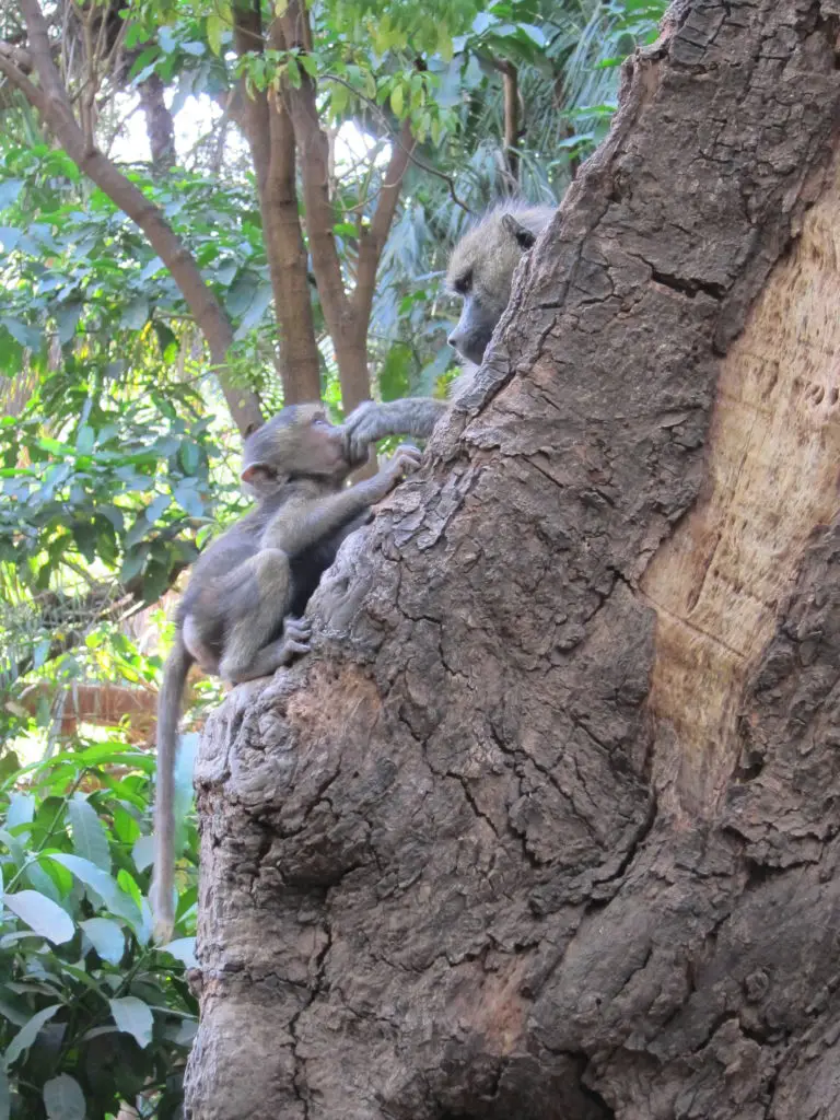 Photo Journal: Tanzania Safari in 7 Days - Lake Manyara Baboon