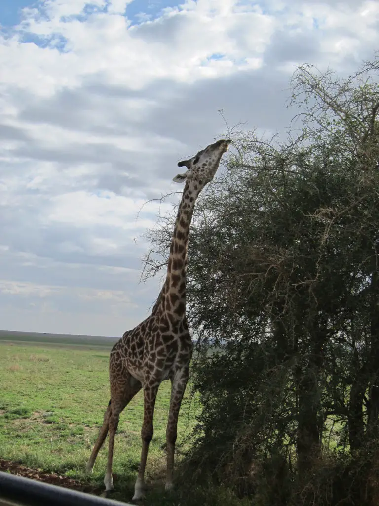 Photo Journal: Tanzania Safari in 7 Days - Serengeti National Park Giraffe