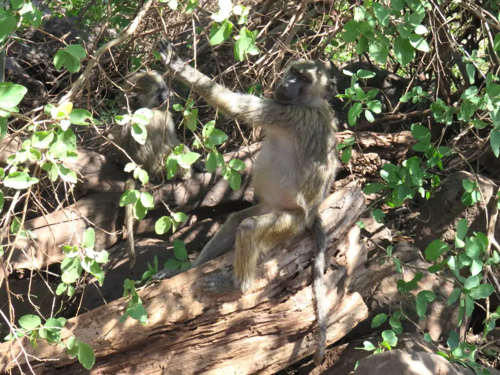 Photo Journal: Tanzania Safari in 7 Days - Lake Manyara Baboon