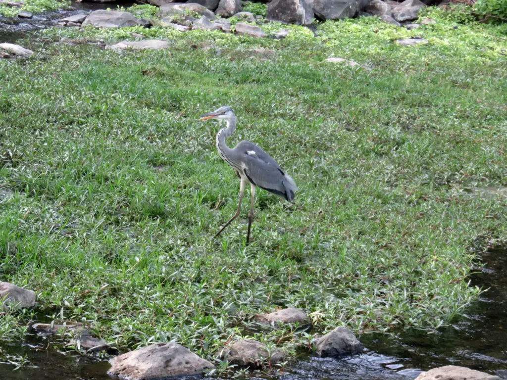 Photo Journal: Tanzania Safari in 7 Days - Lake Manyara National Park 