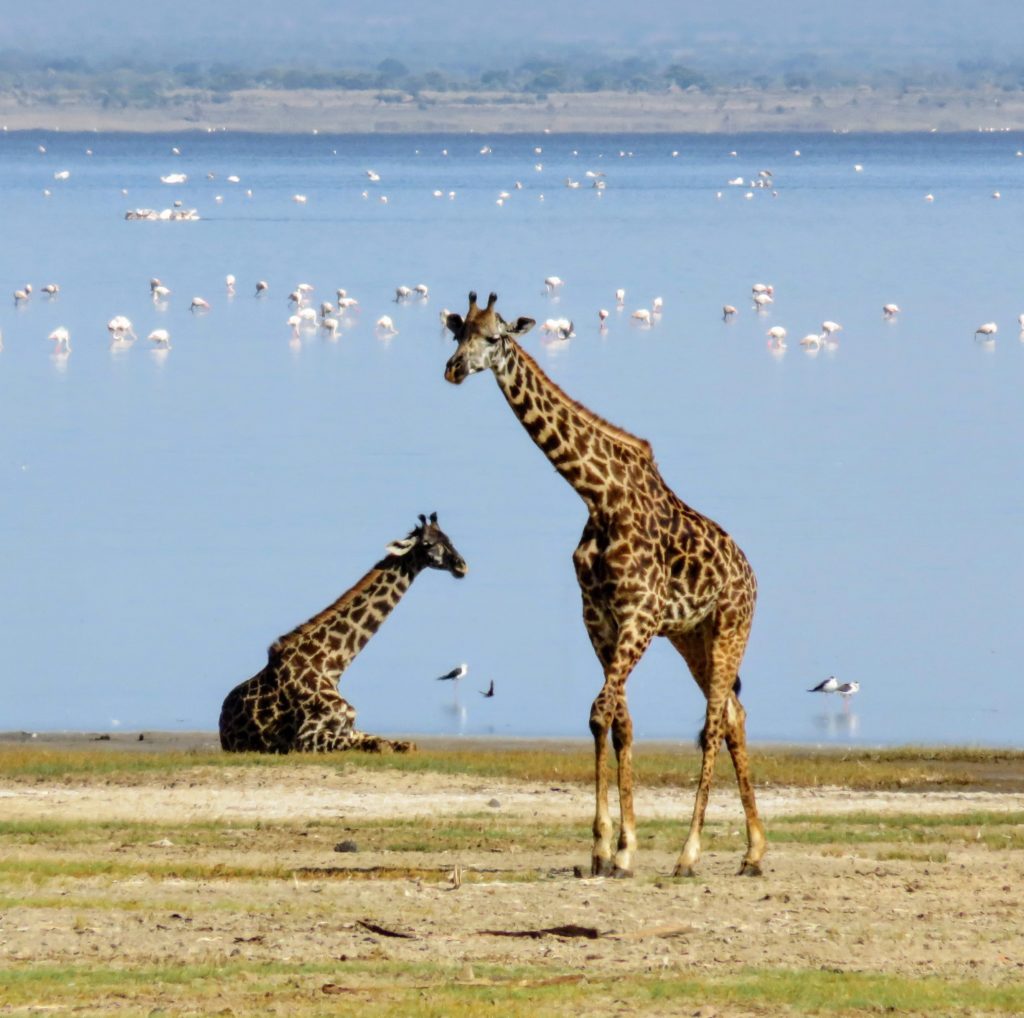 Photo Journal: Tanzania Safari in 7 Days - Lake Manyara Giraffe