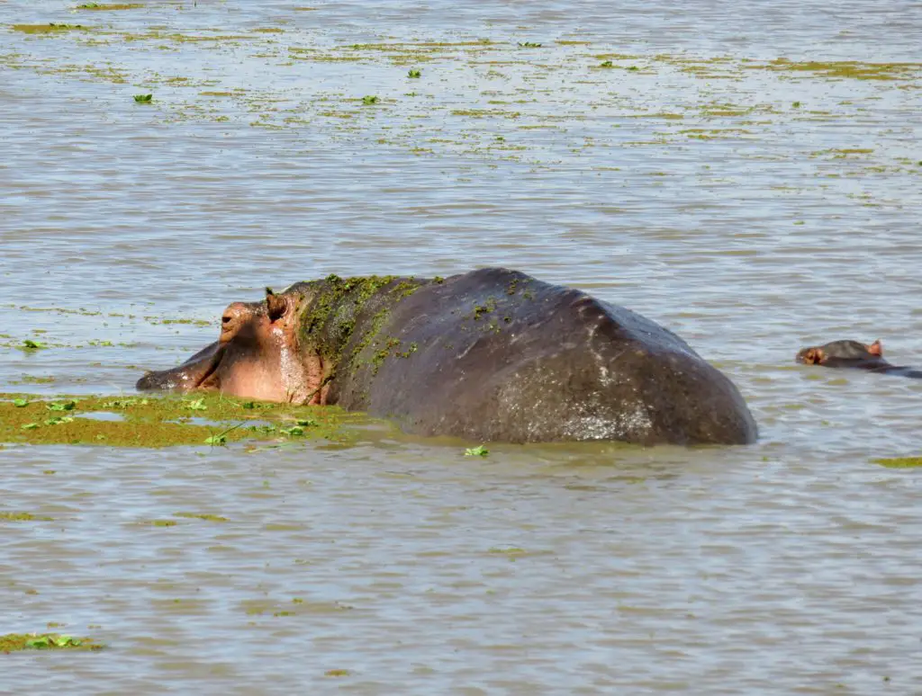 Photo Journal: Tanzania Safari in 7 Days - Lake Manyara Hippo