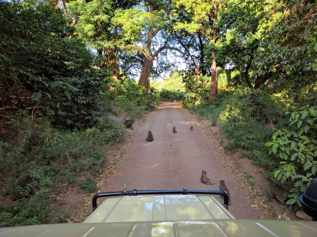 Photo Journal: Tanzania Safari in 7 Days - Lake Manyara Baboon