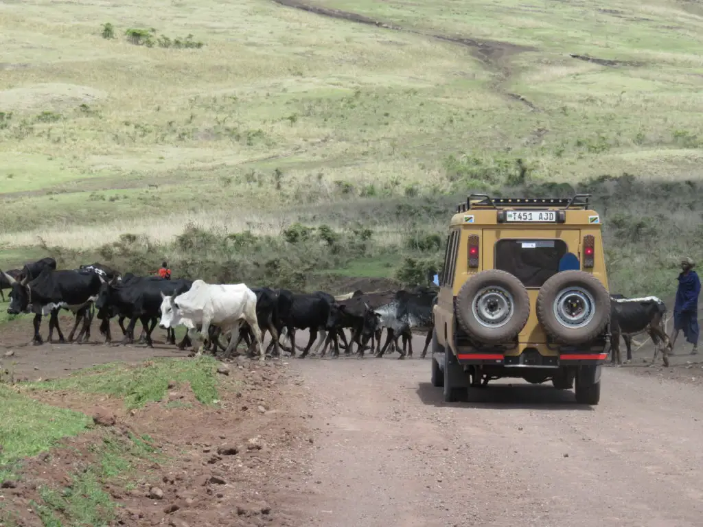 Photo Journal: Tanzania Safari in 7 Days - Ngorongoro Conservation Area
