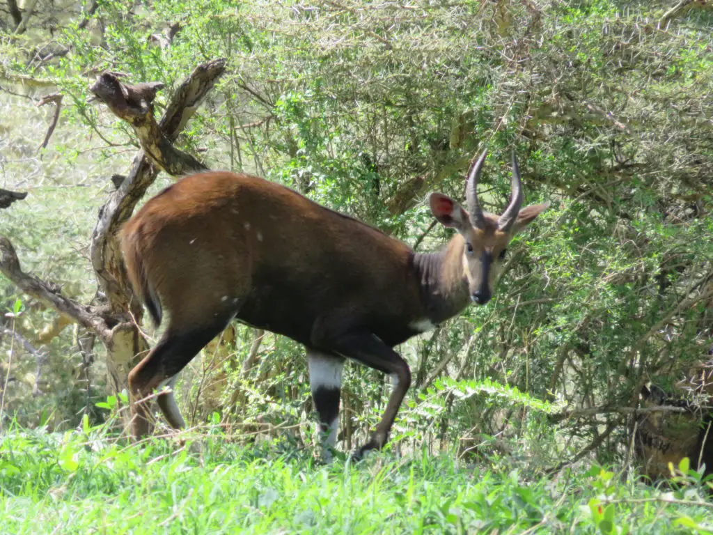 Photo Journal: Tanzania Safari in 7 Days - Ngorongoro Conservation Area Bushbuck