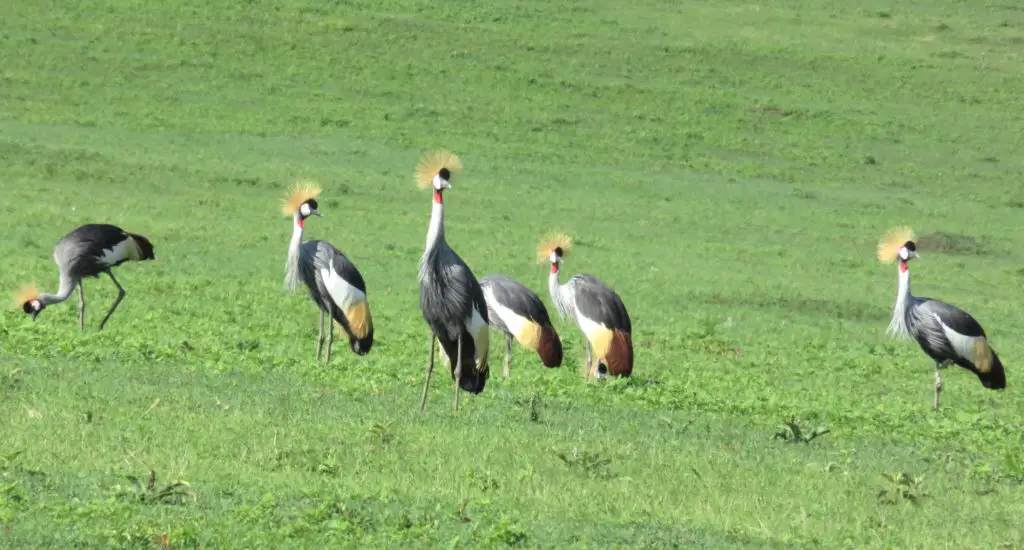 Photo Journal: Tanzania Safari in 7 Days - Ngorongoro Conservation Area Grey Crowned Crane