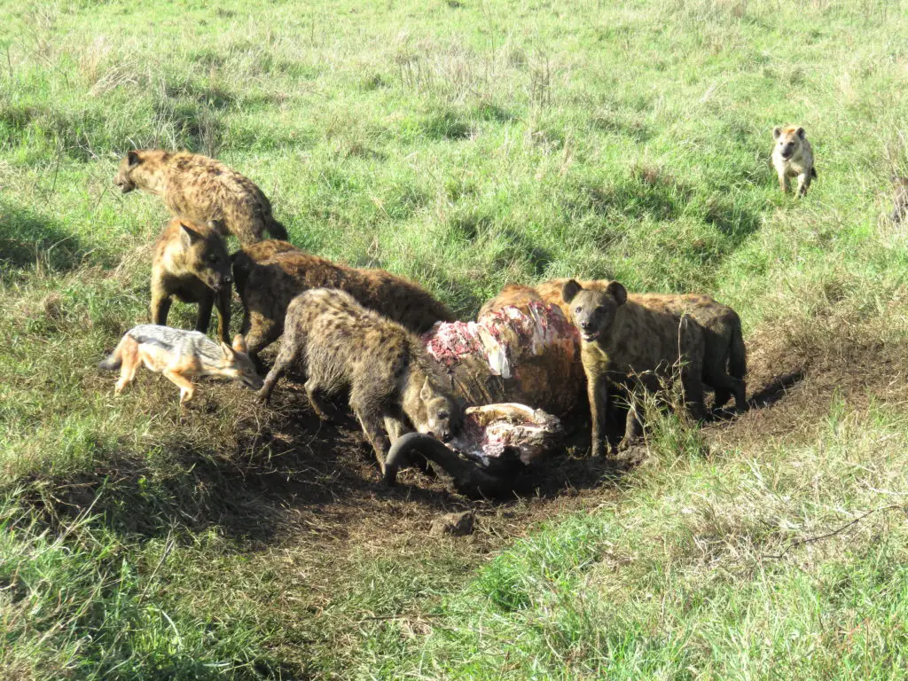 Photo Journal: Tanzania Safari in 7 Days - Ngorongoro Conservation Area Hyena