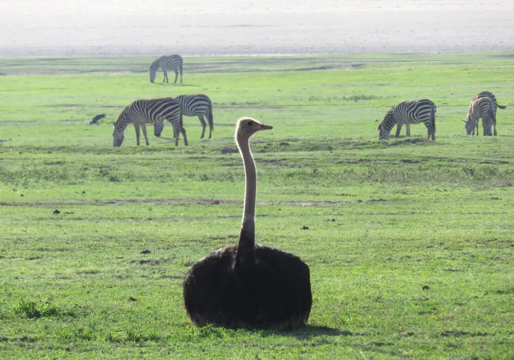 Photo Journal: Tanzania Safari in 7 Days - Ngorongoro Conservation Area Ostrich