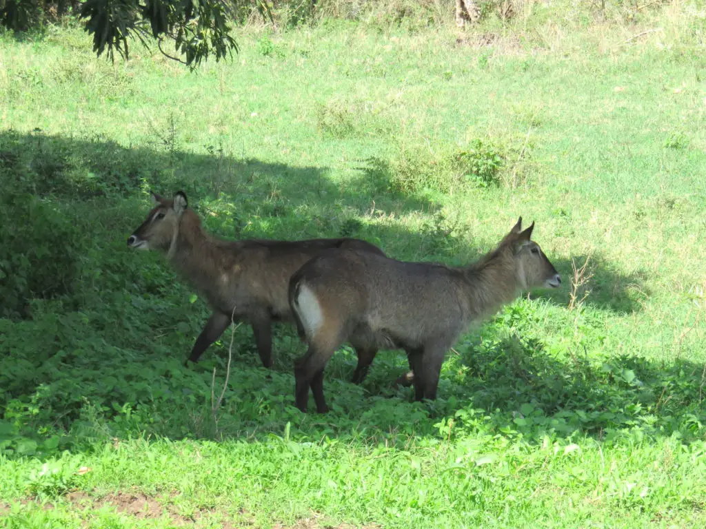 Photo Journal: Tanzania Safari in 7 Days - Ngorongoro Conservation Area Waterbuck