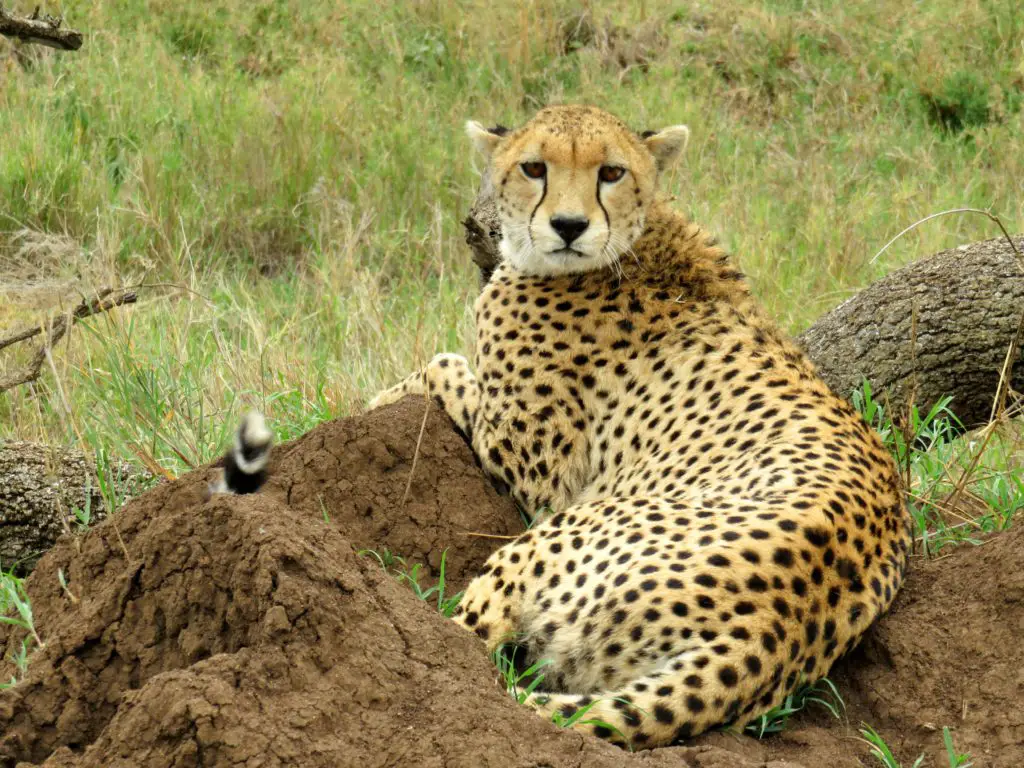 Photo Journal: Tanzania Safari in 7 Days - Serengeti National Park Cheetah