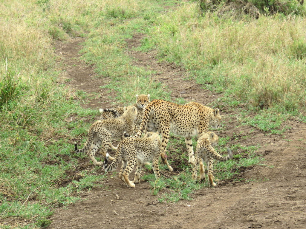 Photo Journal: Tanzania Safari in 7 Days - Serengeti National Park Cheetah Family