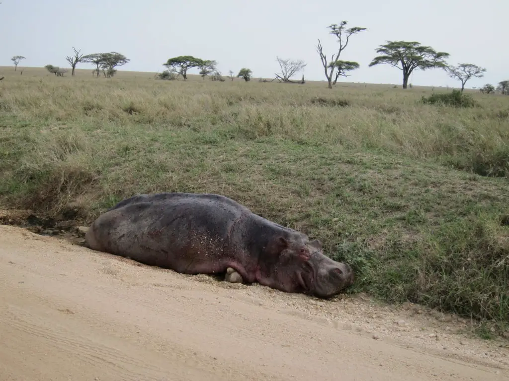 Photo Journal: Tanzania Safari in 7 Days - Serengeti National Park Dying Hippo