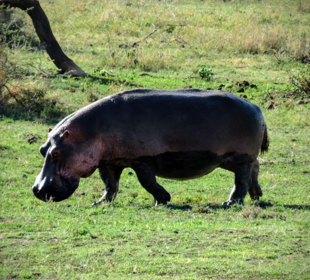 Photo Journal: Tanzania Safari in 7 Days - Serengeti National Park Hippo