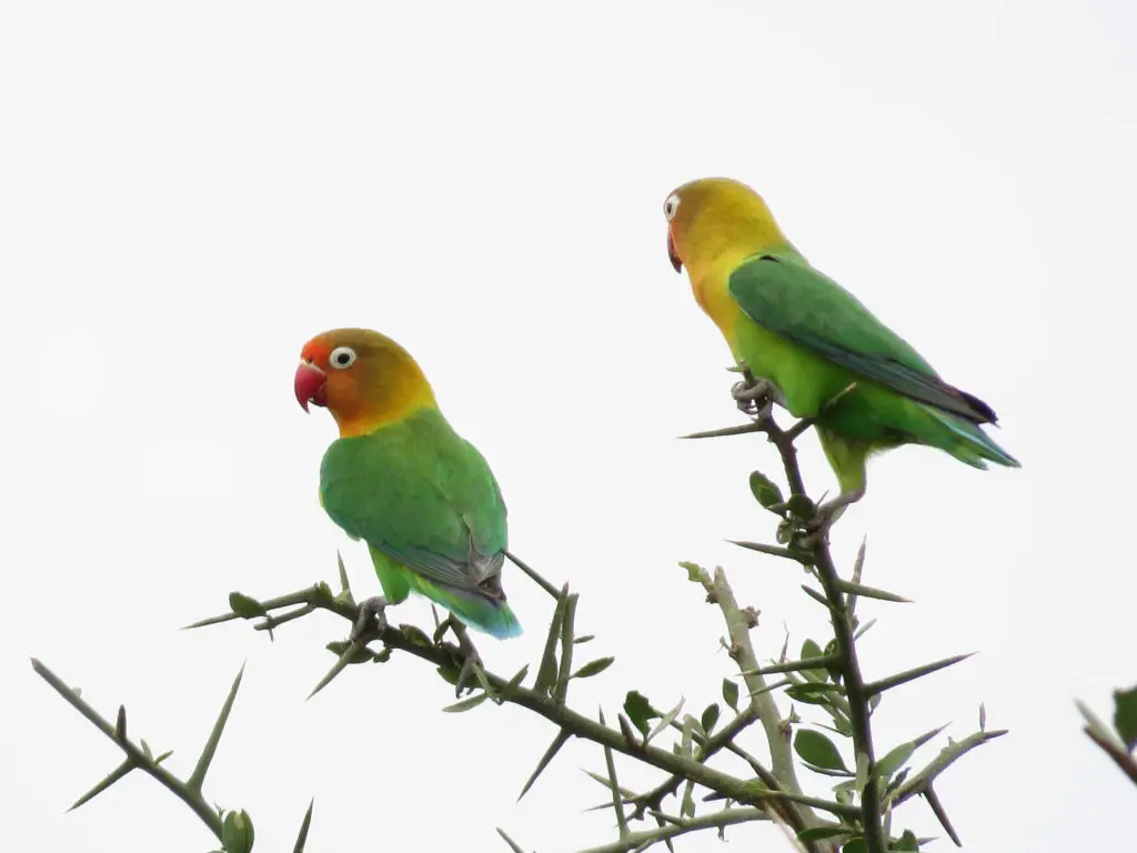 Photo Journal: Tanzania Safari in 7 Days - Serengeti National Park Love Birds