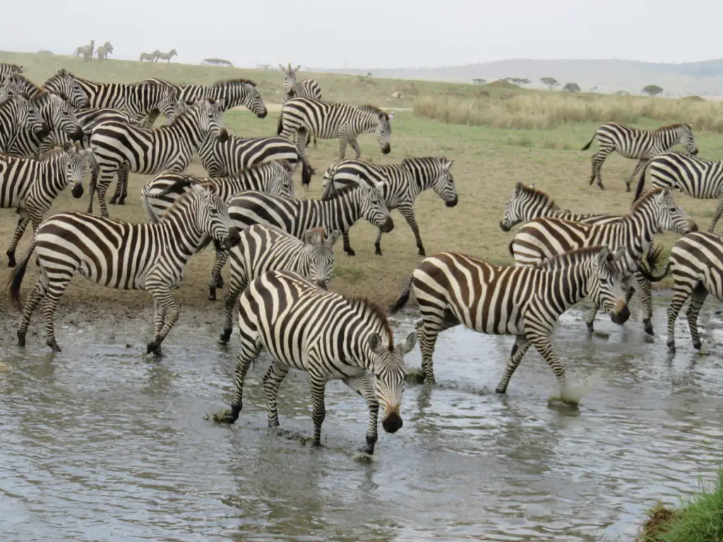 Photo Journal: Tanzania Safari in 7 Days - Serengeti National Park Zebra