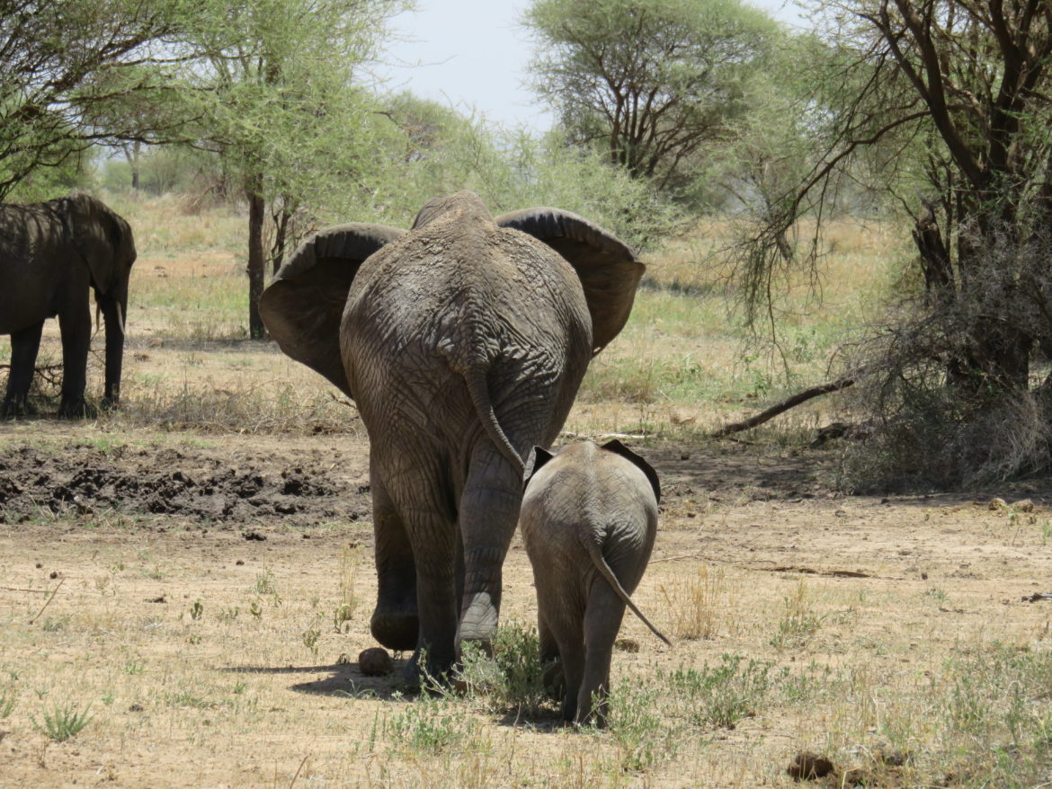 Photo Journal: Tanzania Safari in 7 Days