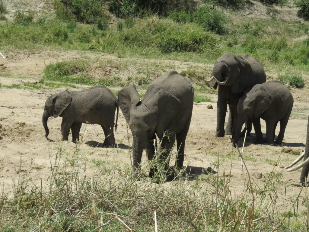 Photo Journal: Tanzania Safari in 7 Days - Tarangire National Park