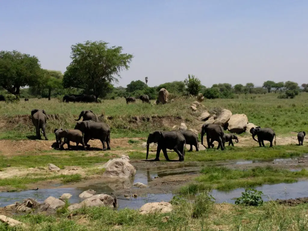 Photo Journal: Tanzania Safari in 7 Days - Tarangire National Park