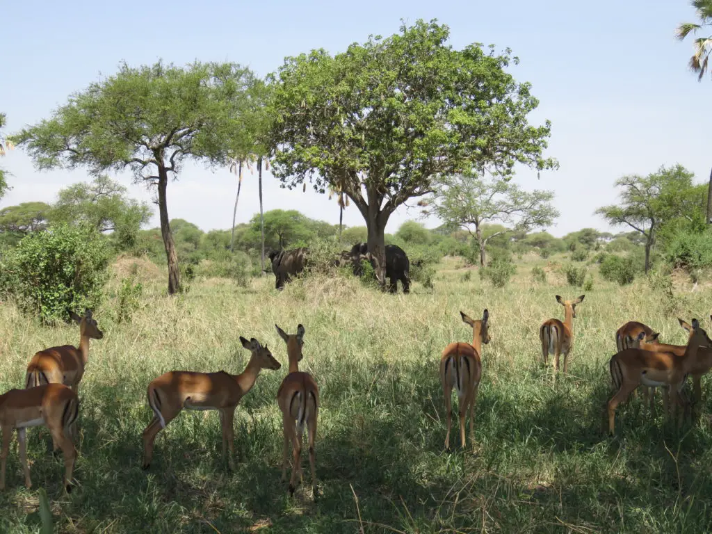 Photo Journal: Tanzania Safari in 7 Days - Tarangire National Park Gazelle