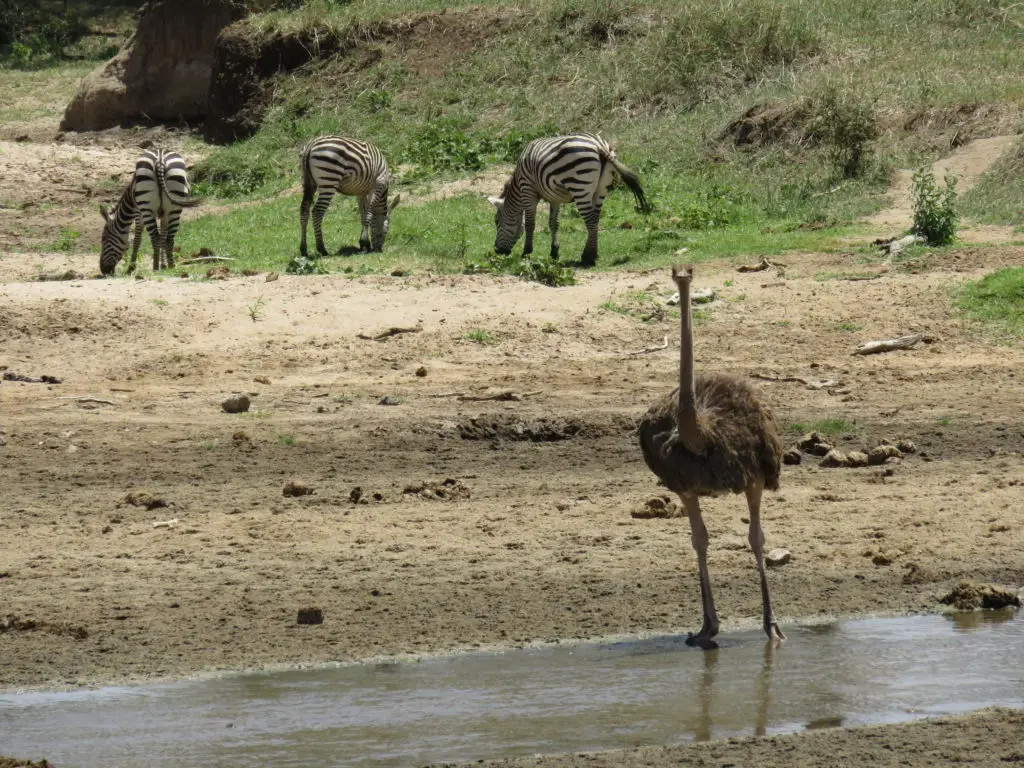 Photo Journal: Tanzania Safari in 7 Days - Tarangire National Park