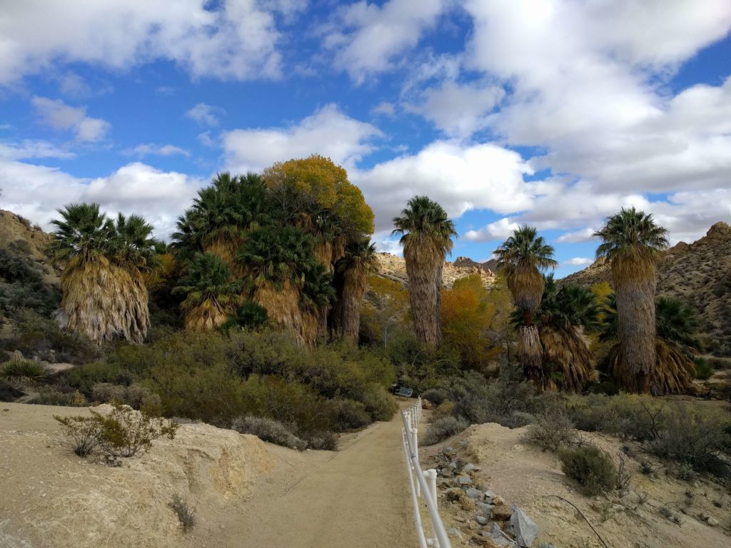 Spending 3 Amazing Days at Joshua Tree National Park - Lost Palms Oasis Entrance