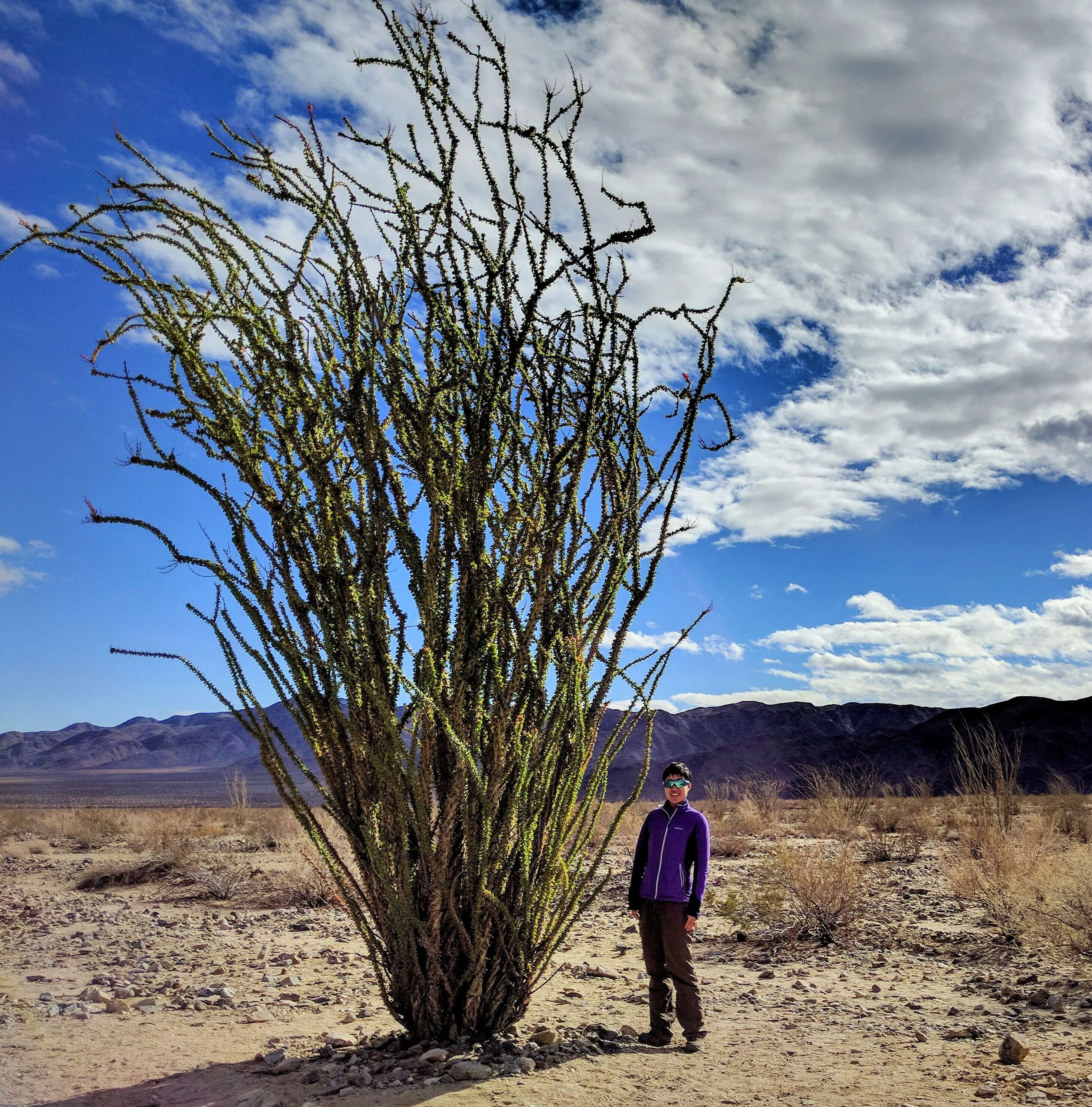 Joshua Tree National Park_Ocotillo Patch_Full Tree