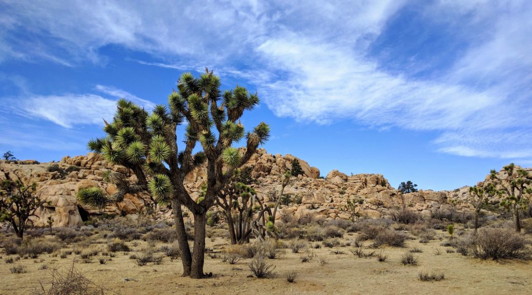 Spending 3 Amazing Days at Joshua Tree National Park