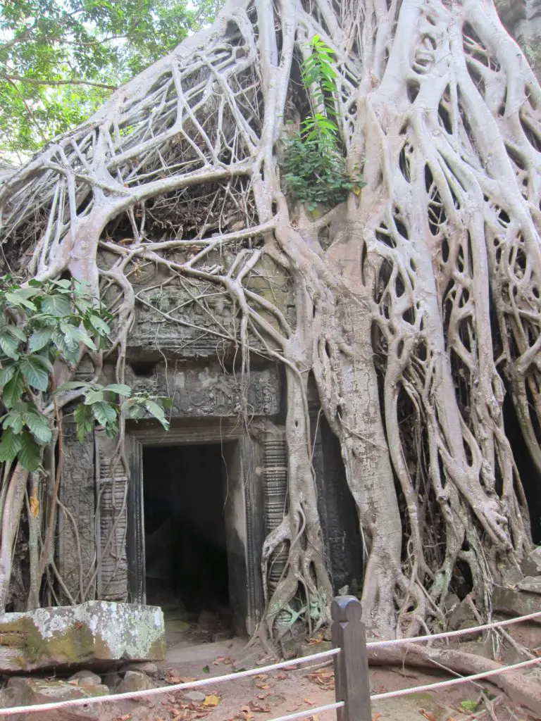 3 Days of Temples Galore in Siem Reap, Cambodia - Ta Prohm Famous Tree