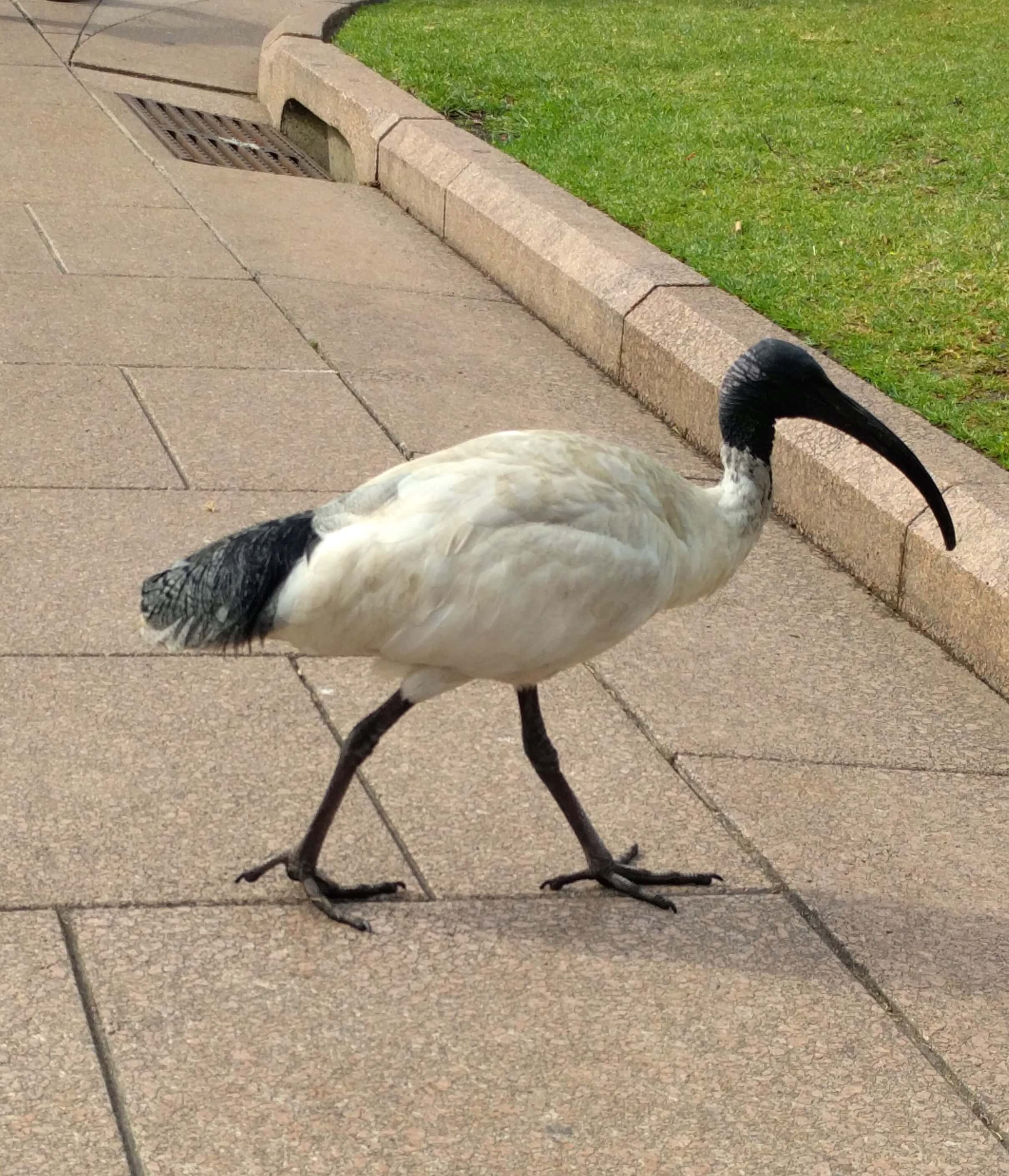 sydney-australia-australian-white-ibis