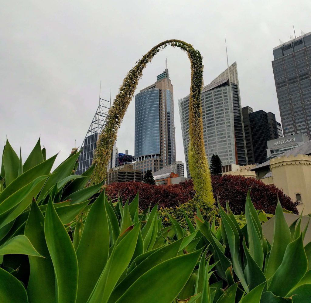 Royal Botanic Gardens with a unique hanging plant