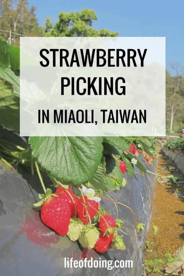 Enjoy Strawberry Picking in Miaoli, Taiwan