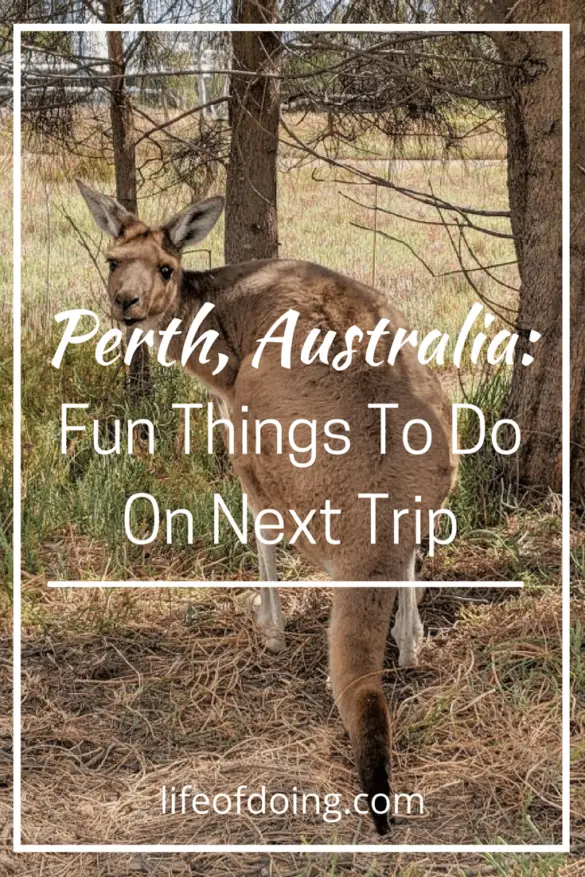 Add Perth to your next holiday destination. Check out the fun things to do in Perth, and read helpful tips such as transportation, what to see (including kangaroos), and how to go on a day trip to Fremantle and Rottnest Island. #Perth #Australia #PerthAustralia #PerthThingsToDo #WesternAustralia #Fremantle #RottnestIsland