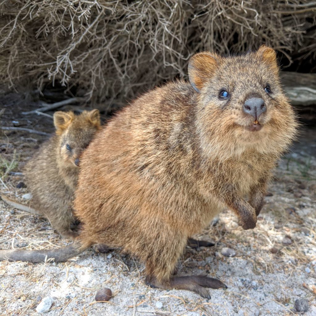 Visit Rottnest Island - Two Quokkas looking up at the camera