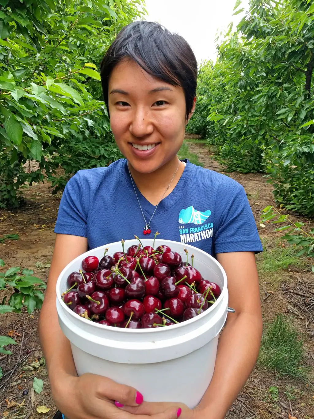 Woman holding a bucket of picked cherries at one of the cherry picking farms in Brentwood, California
