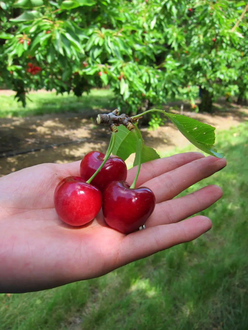 Three fresh cherries on the palm of the hand at one of the cherry picking farms in Brentwood, California