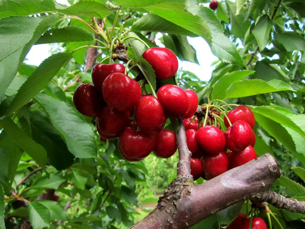 cherries politics farm stands divides