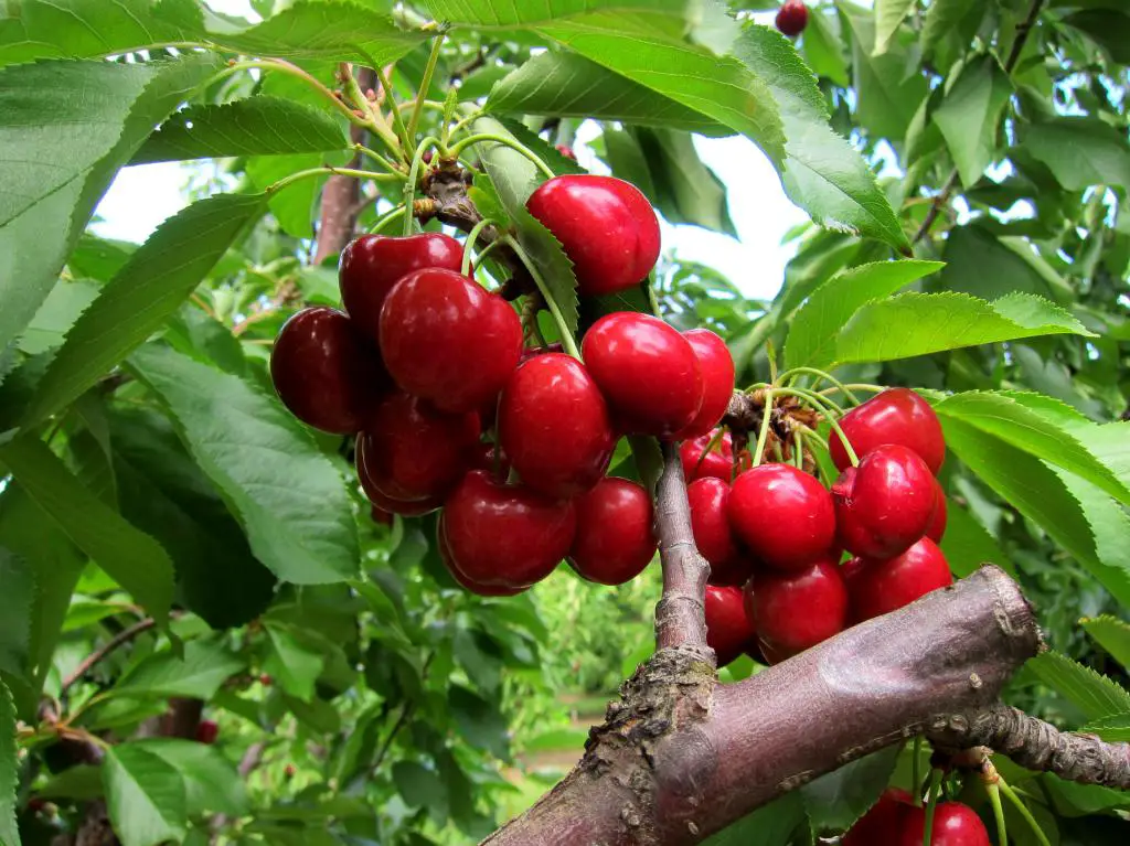 Brentwood Cherry Picking Season 2024 - Midge Susette