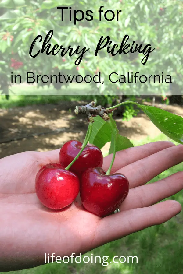 Tips for Cherry Picking Season in Brentwood, California