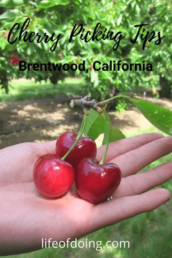 Tips for Cherry Picking Season in Brentwood, California