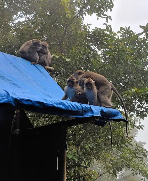 Visit Pura Lempuyang and see monkeys