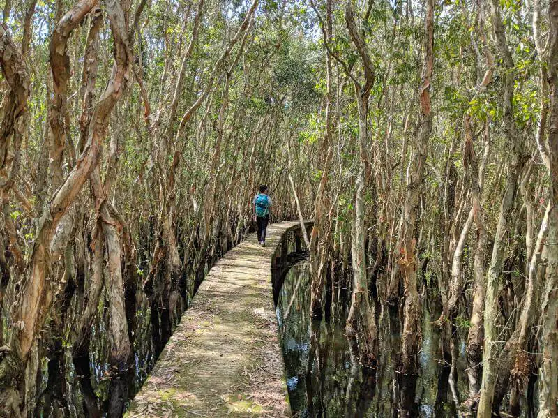 Tan Lap Floating Village, Long An, Vietnam Walk Through Melaleuca Forest