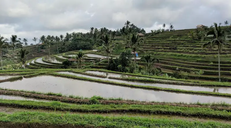 Jatiluwih Rice Terrace in Ubud, Indonesia