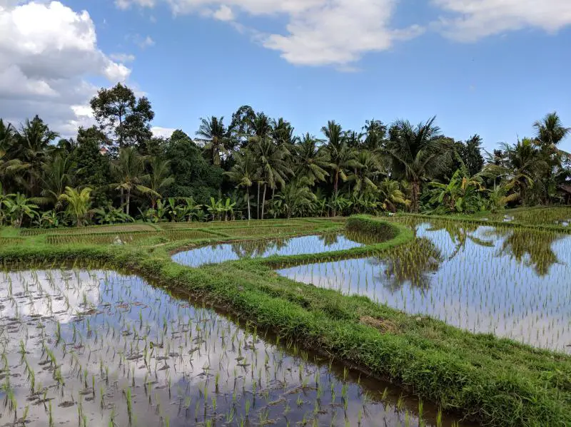 Juwuk Manis Rice Fields in Ubud, Bali, Indonesia