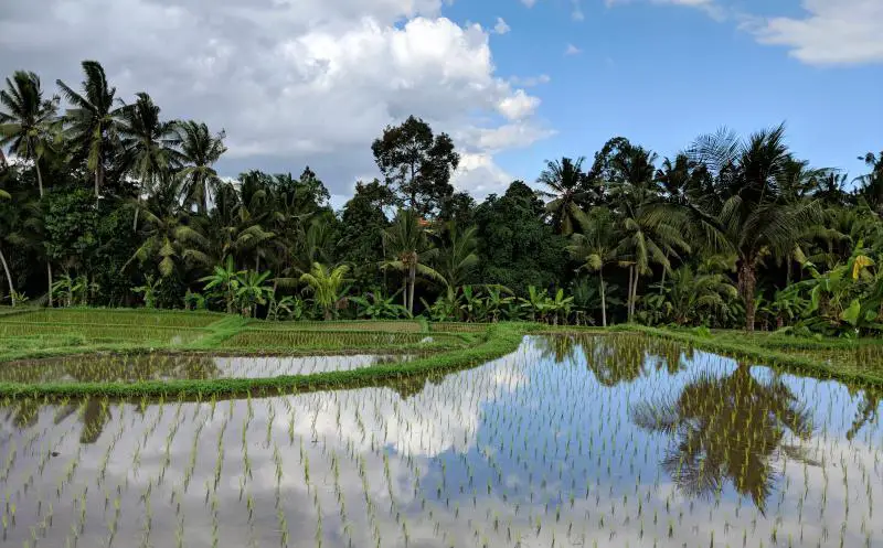 Juwuk Manis Rice Fields in Ubud, Bali, Indonesia