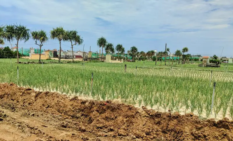 Garlic fields on Ly Son Island, Vietnam