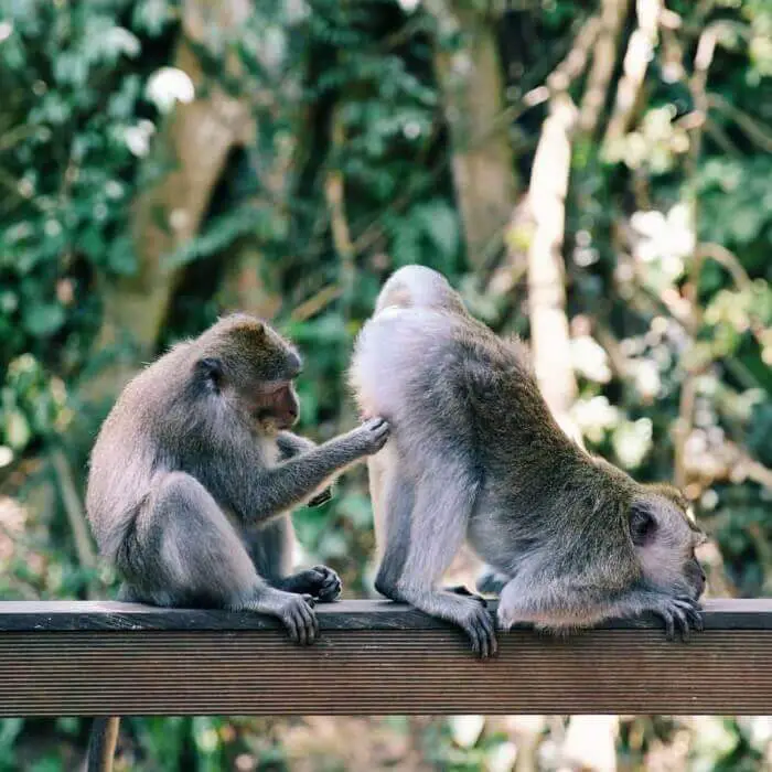 Adventures in Indonesia: Visit Ubud's Monkey Forest in Bali